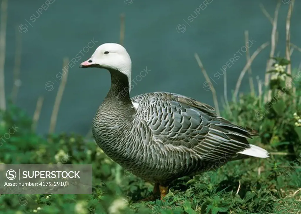 Emperor Goose (Anser canagicus)