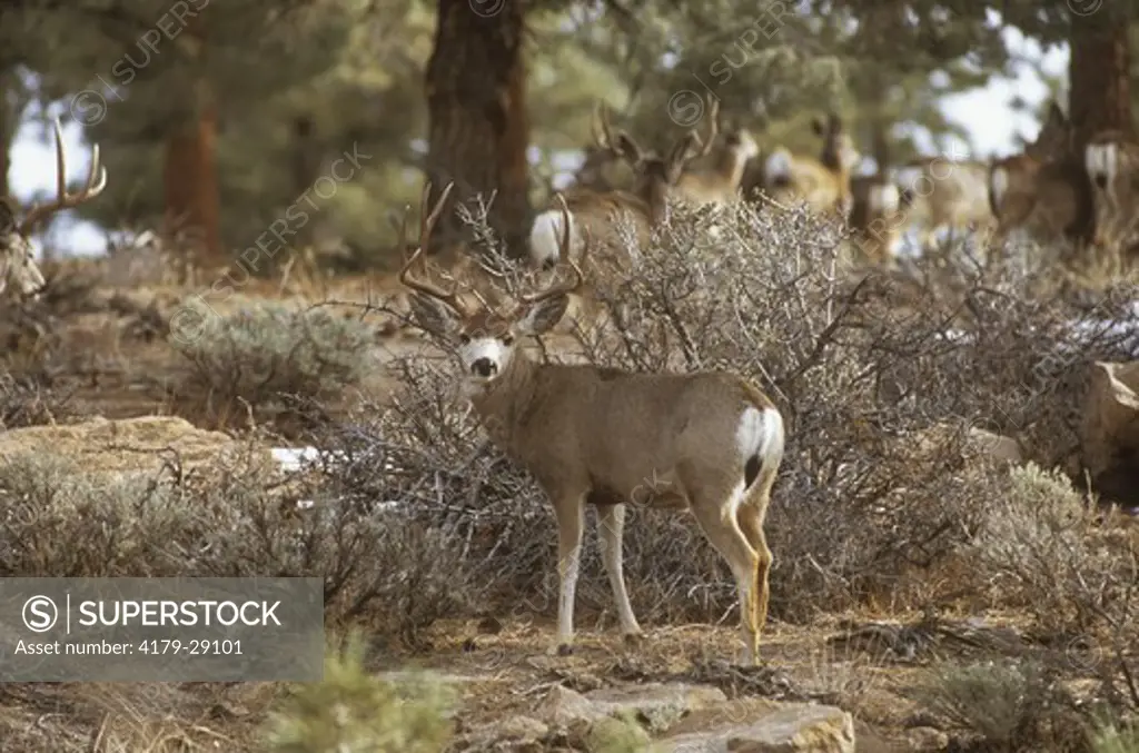 Inyo Mule Deer Buck, Mono Co. (Odocoileus hemionus), E. Sierra, CA,  California