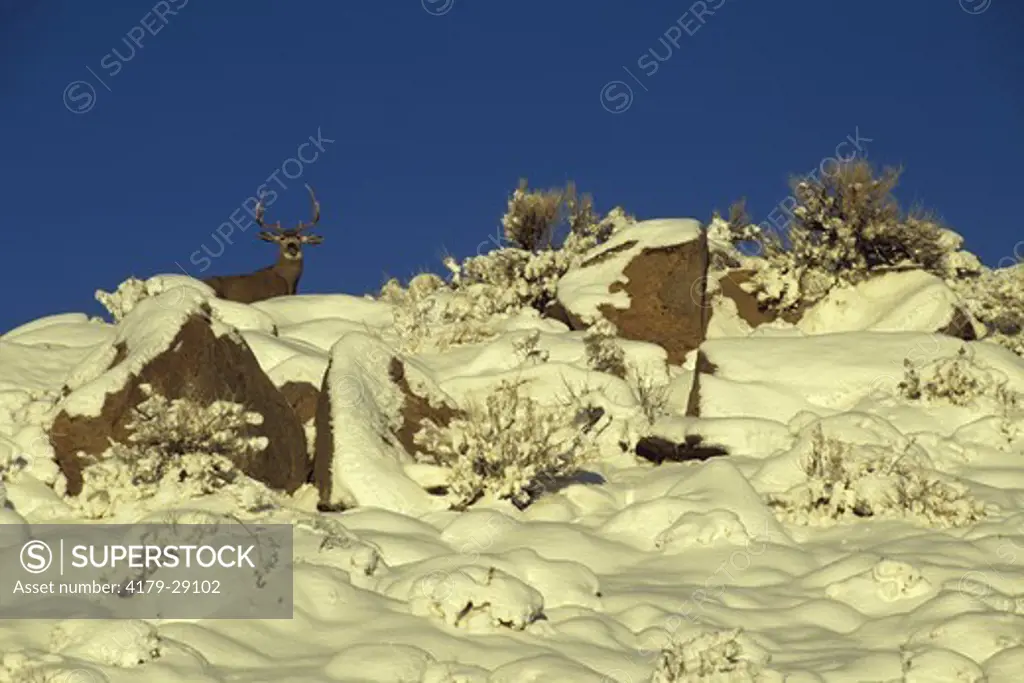 Inyo Mule Buck in Winter, near Round Valley, E. Sierra, Mono Co., CA