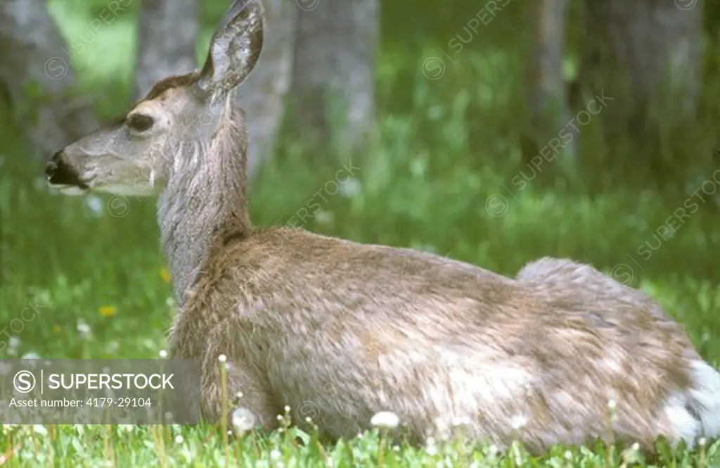 Mule Deer Doe sitting, Waterton NP, Canada