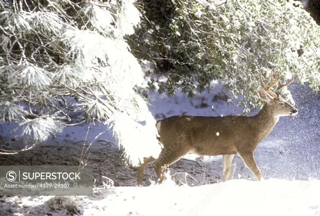 Mule Deer Buck (Odocoileus hemionus) Yosemite N.P., CA, California
