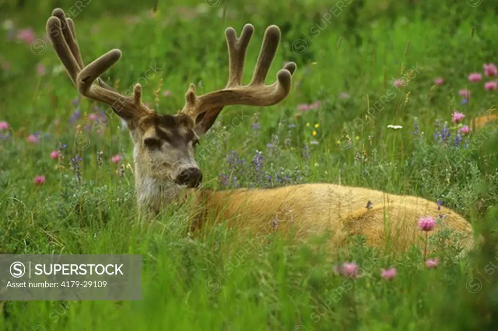 Mule Deer (Odocoileus hemionus) buck resting, Waterton Lake N.P., Alberta