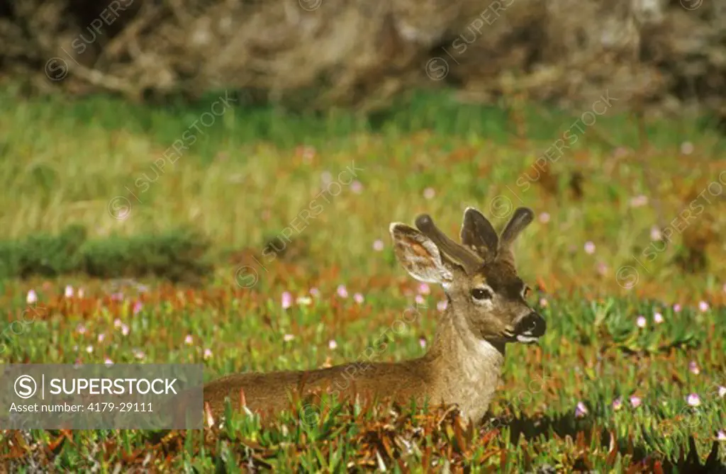 Mule Deer aka Blacktail, young Buck (Odocoilous hemionus), Asilomar SB, CA