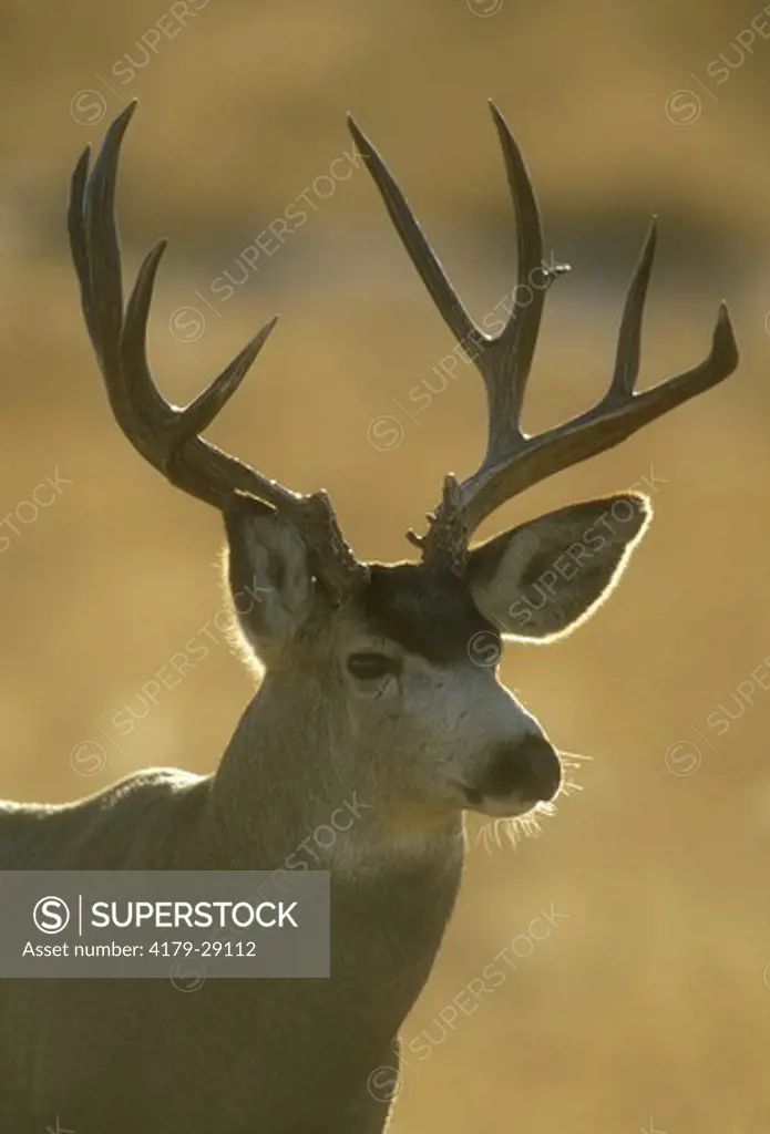 Mule Deer Buck - Backlit during the rut