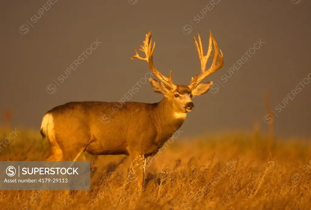 Mule Deer Buck During the Rut in Gold Evening Light