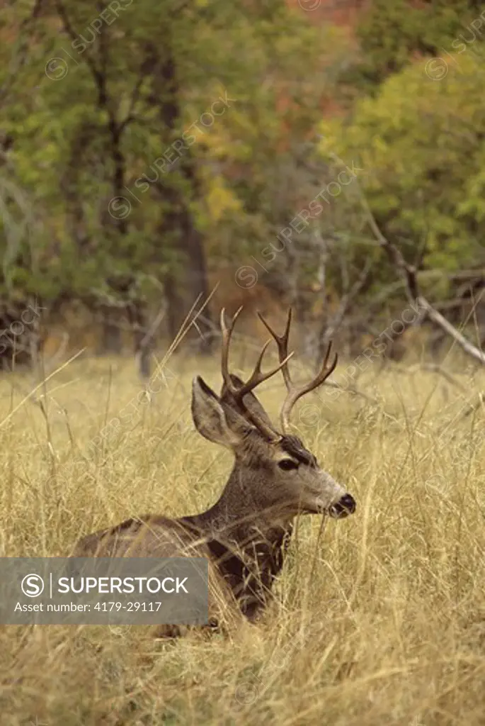 Mule Deer Buck (Odocolieus hemionus) Zion NP, Utah