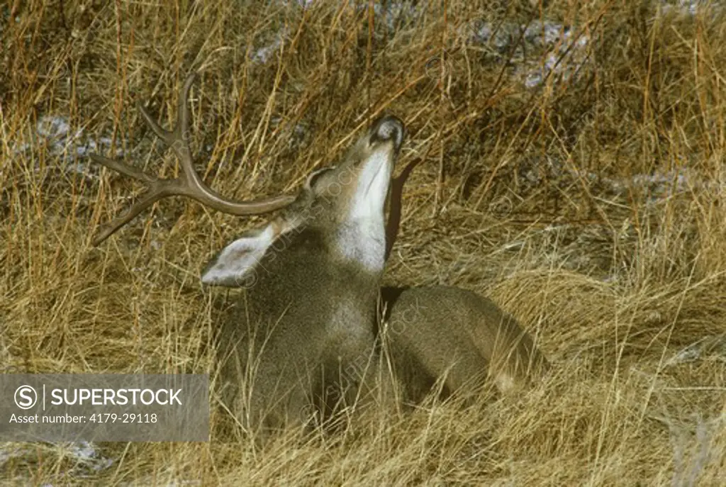 Mule Deer (Odocoileus hemionus) buck scratching itch with antler