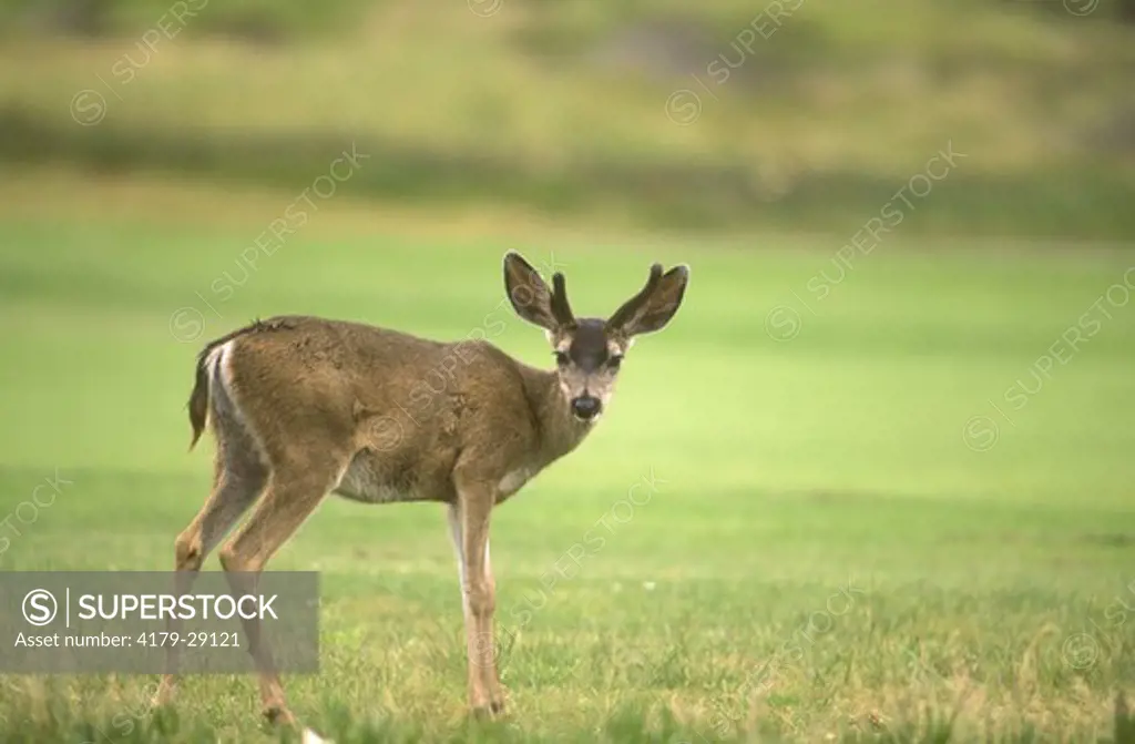 Mule Deer (Odocoileus hemionus), Monterey, CA