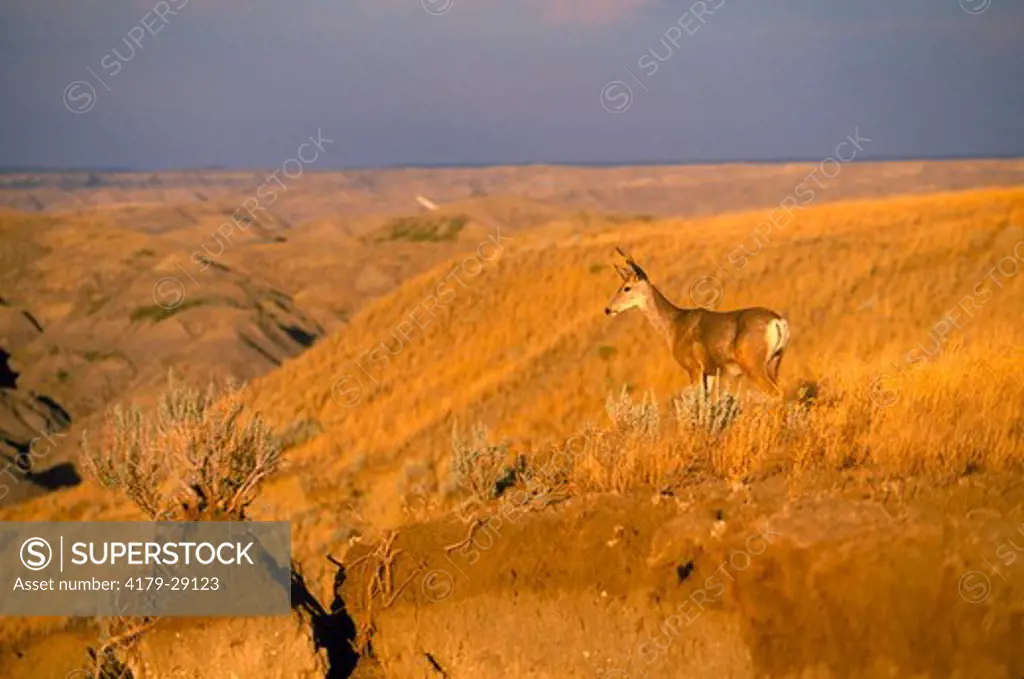 A young Mule Deer buck surveys the draws of Judith Basin Country south of Square Butte in Chouteau County, Montana