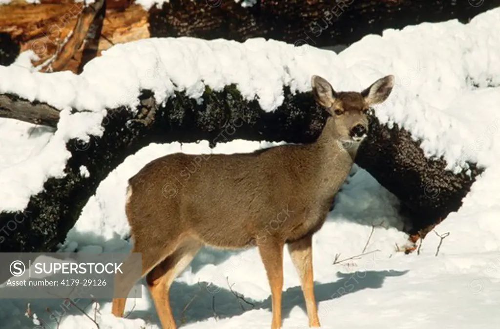 Mule Deer Doe in Snow (Odocoileus hemionus), Yosemite NP, CA, California