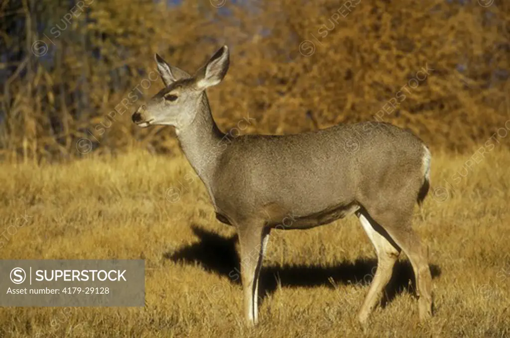 Mule Deer (Odocoileus hemionus), wild, Bosque del Apache NWR, NM