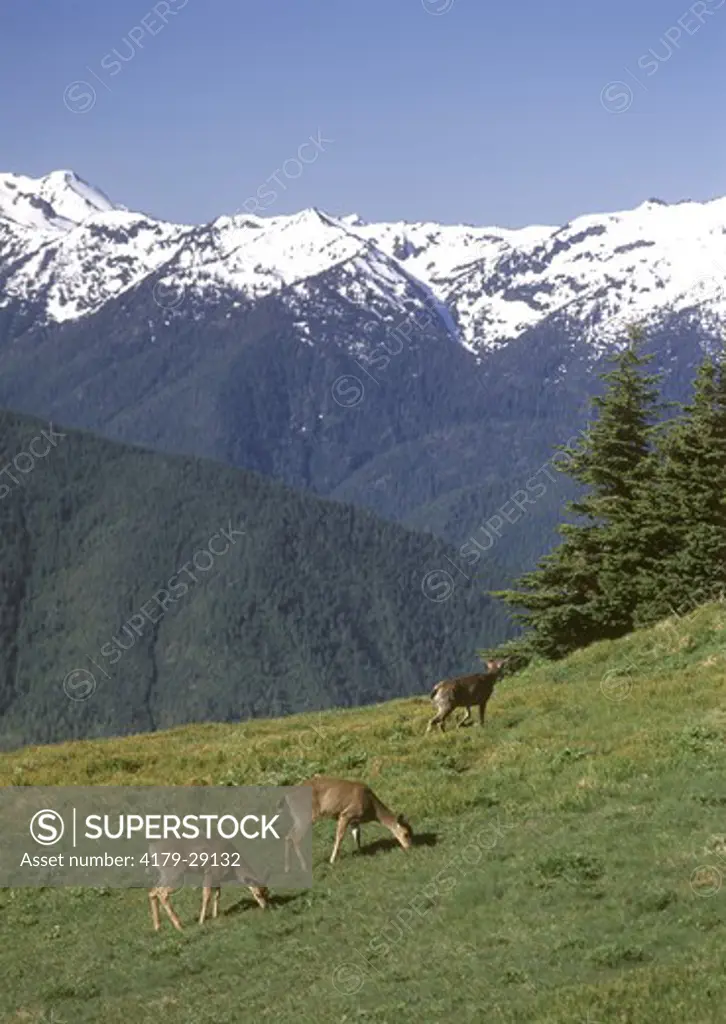 Columbian Black-tailed deer (Odocoileus hemionus columbianus) feeding. Hurricane Ridge in background, Olympic NP, WA