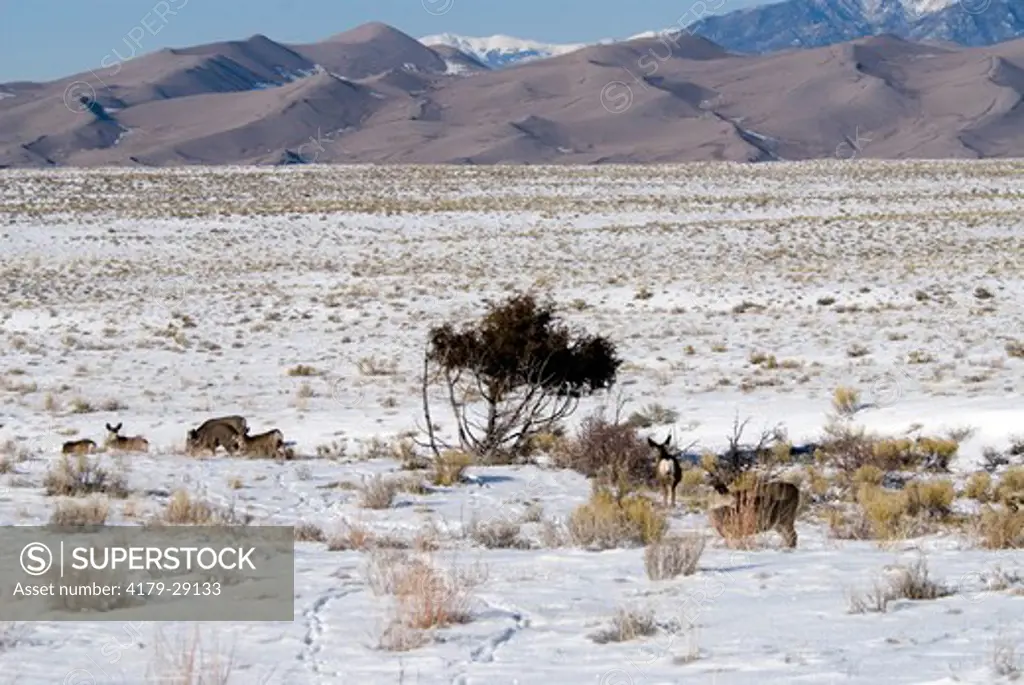 Mule Deer (Odocoileus hemionus) herd, Great Sand Dunes NP, Colorado, USA, January 2007