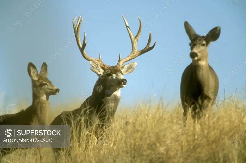 Mule Deer Buck with Does During the Breeding Season