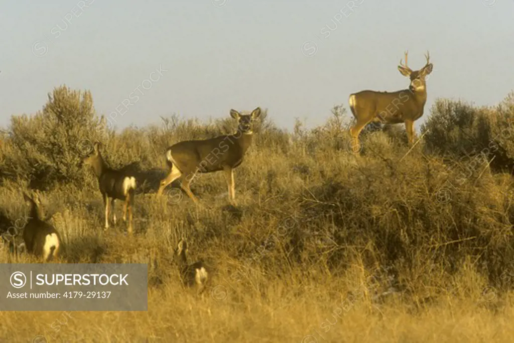 Mule Deer Family (Odocoileus hemionus) Lava Beds NM, CA California