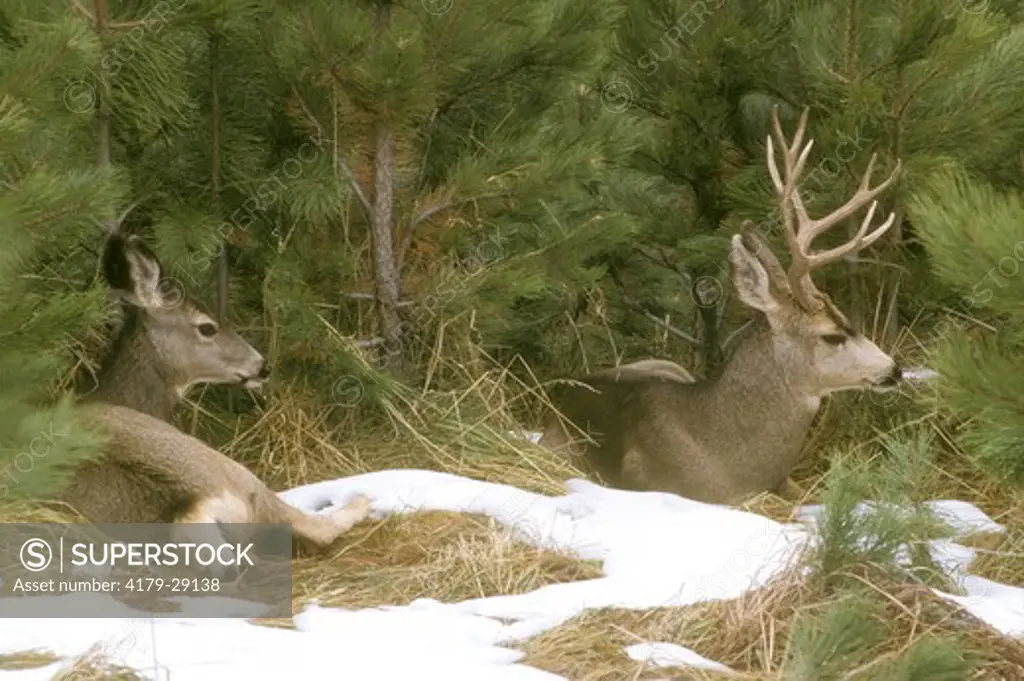 Mule Deer Doe & Buck Lying Together (Odocoileus hemionus) Boulder Co. - CO