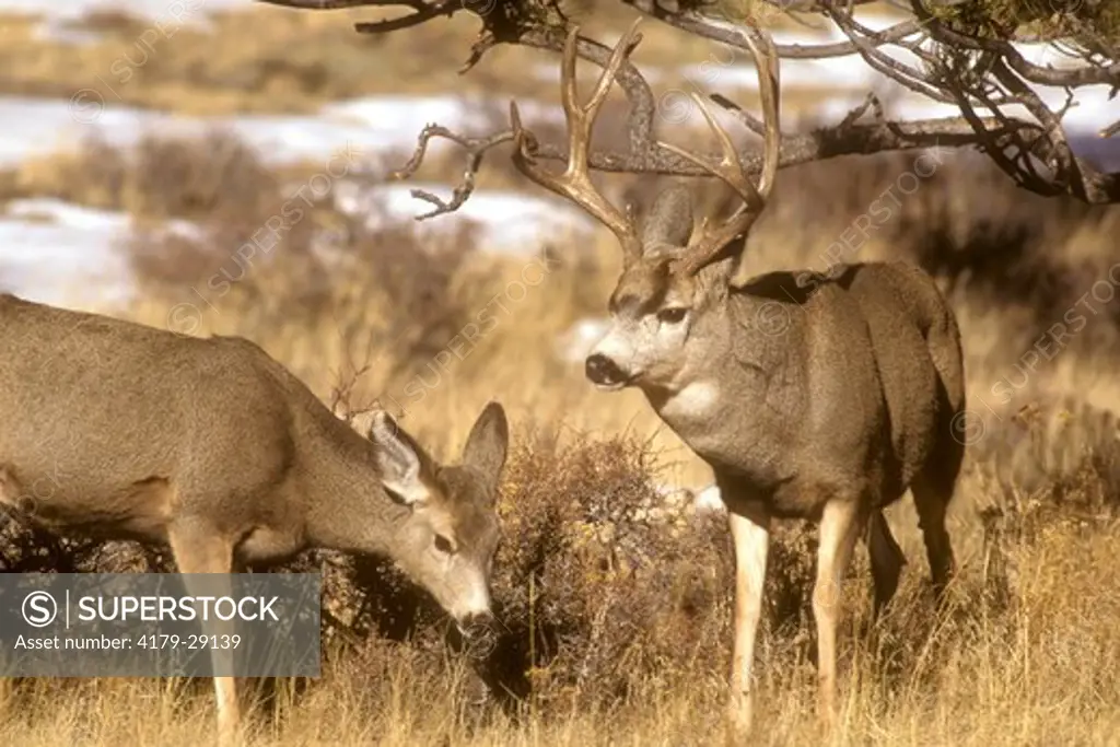 Mule Deer Buck and Doe at Rocky Mountain N.P., CO