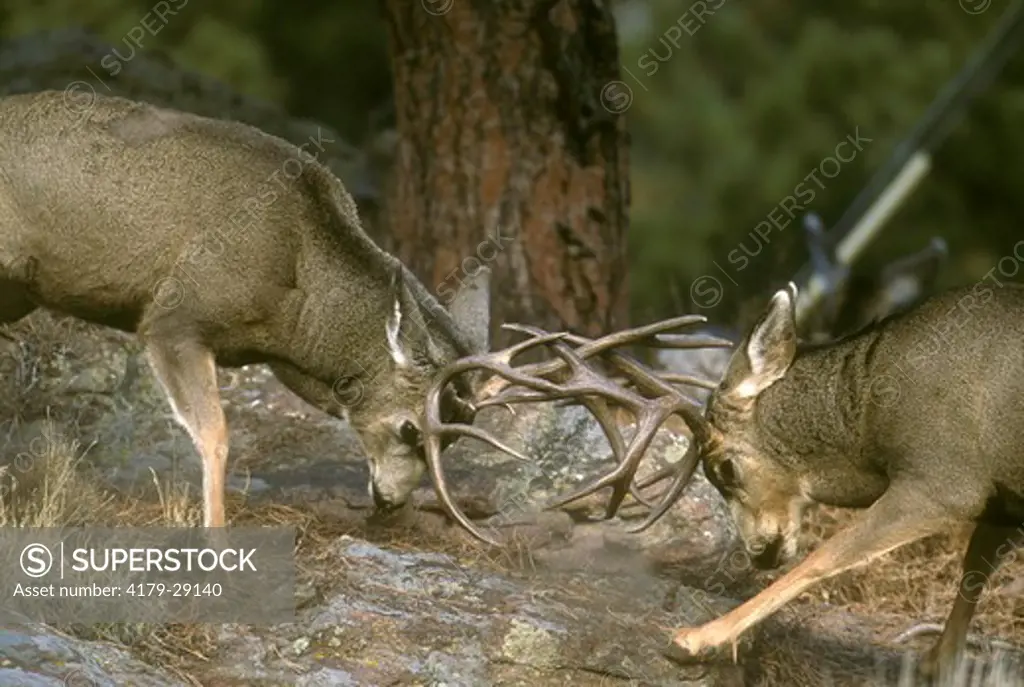 Mule Deer Bucks fighting (Odocoileus hemionus), Rocky Mountain NP, CO
