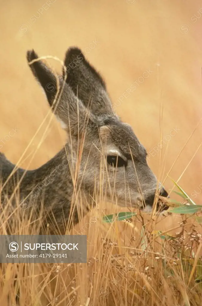 Mule Deer (Odocoileus hemionus) Oregon