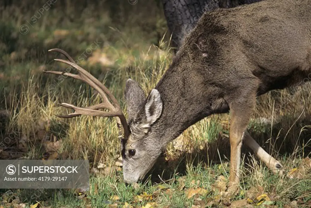Mule Deer Buck Eating (Odocoileus hemionus) Zion National Park, Utah