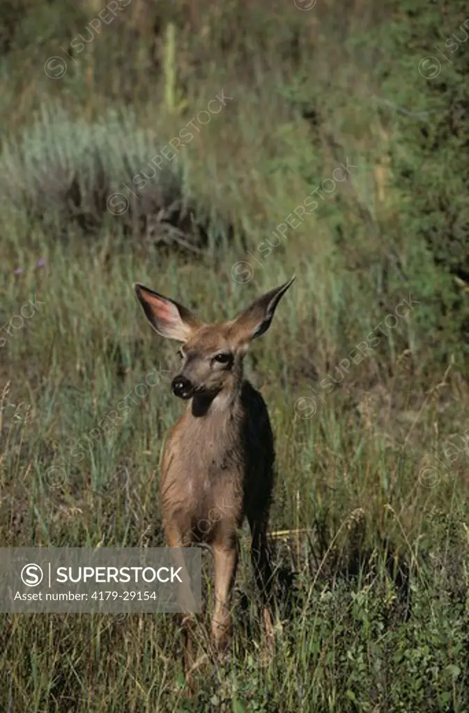 Mule Deer (Odocoileus hemionus), Nat'l. Bison Range, MT