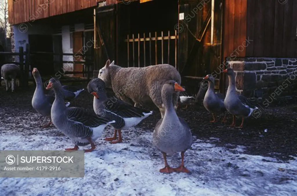 Graylag Geese on Farm with Sheep, Daniel Boone Homestead, Berks Co., PA, Pennsylvania