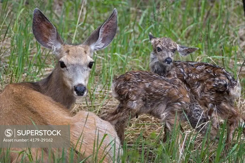 Mule deer new born fawn, 10 minutes old, doe very alert in Yellowstone National Park