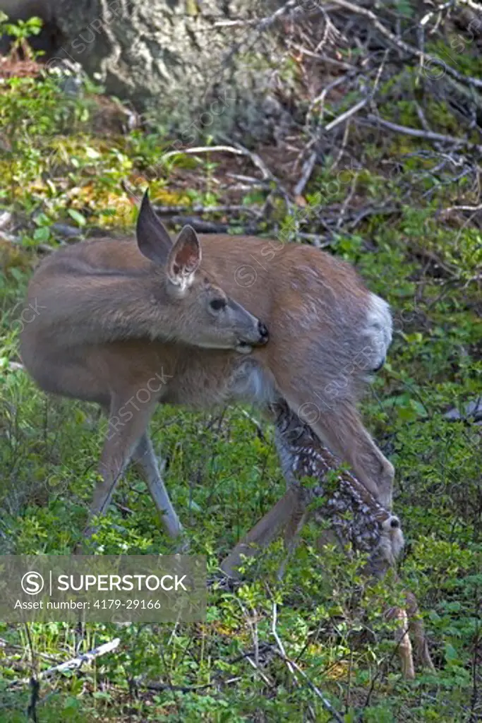 Mule deer new born fawn, 10 minutes old, doe very alert in Yellowstone National Park