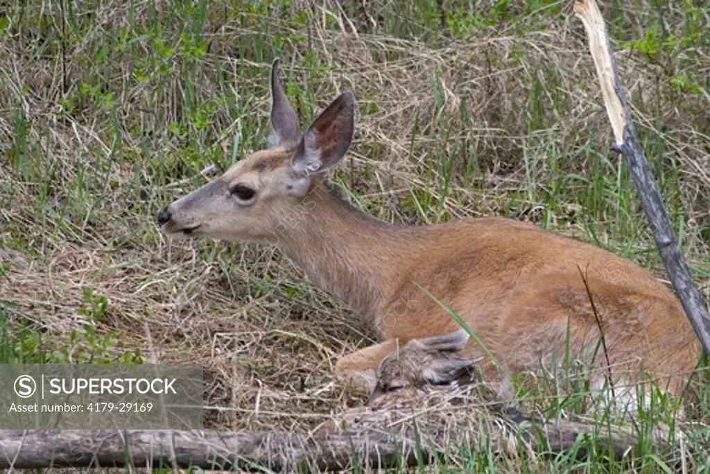 Mule deer doe laying down with new born fawn only 10 minutes old, in Yellowstone National Park