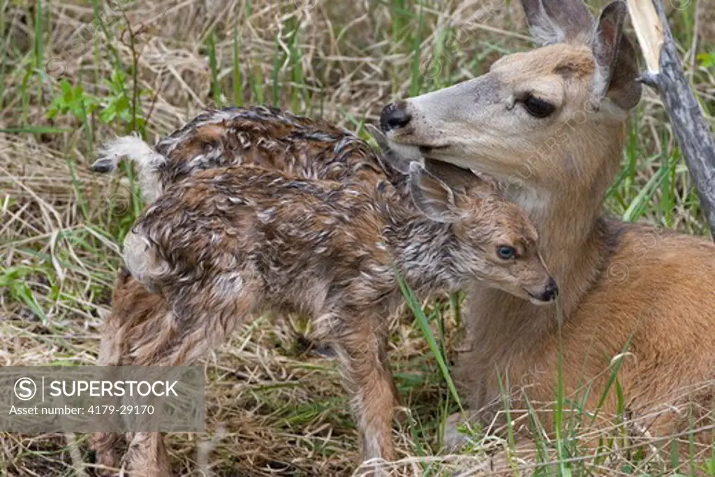 Mule deer doe nuzzling newborn fawn, only 10 minutes old, in Yellowstone National Park