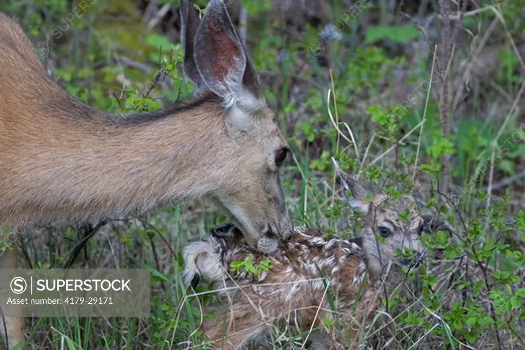 Mule deer doe nuzzling new born fawn, only 10 minutes old, in Yellowstone National Park