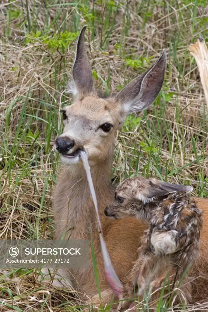Mule deer eating afterbirth of new born fawn, 10 minutes old, in Yellowstone National Park