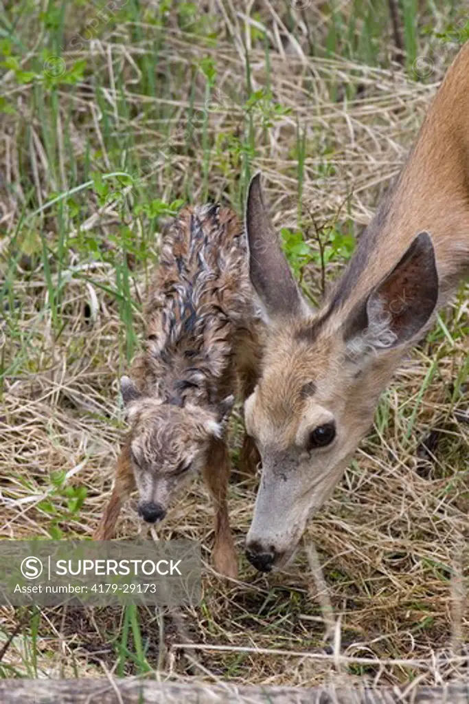 Mule deer doe with newborn fawn, 10 minutes old, in Yellowstone National Park