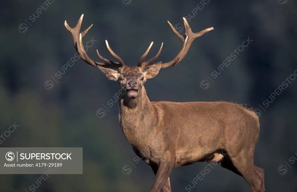 Red deer. Cerf laphe. (Cervus elaphus)