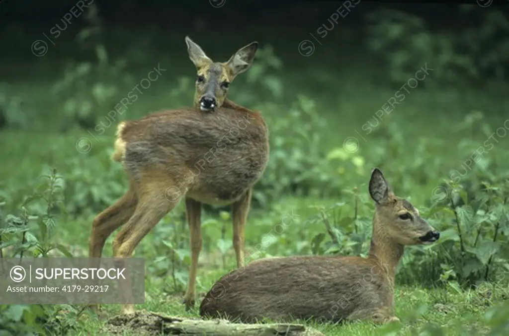 Roe Deer (Capreolus capreolus), females