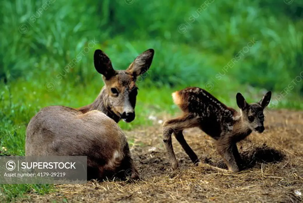 Roe Deer with young, shortly after giving birth (Capreolus capreolus), Bavaria, Germany