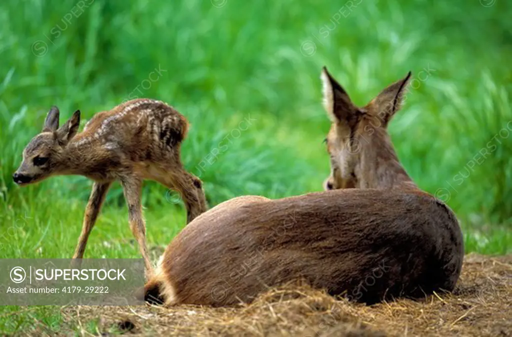 Roe Deer with young, shortly after giving birth (Capreolus capreolus), Bavaria, Germany