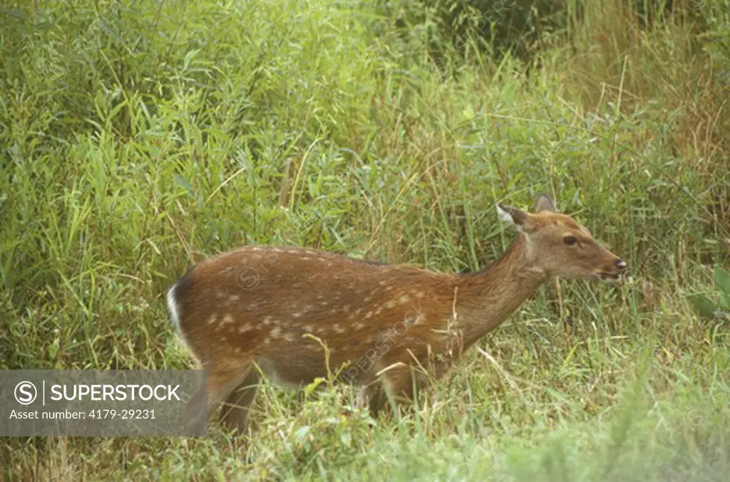Sika Deer (Cervus nippon) Assateague Island - Virginia