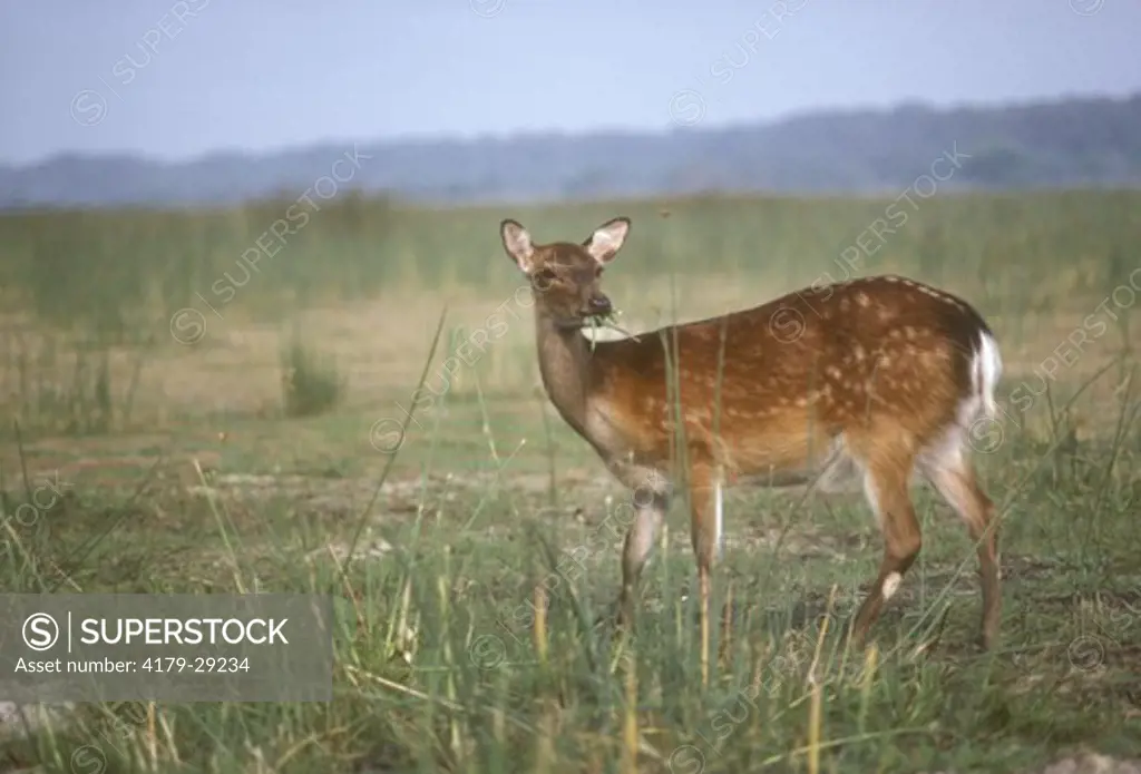 Sika Deer (Cervus nippon), introduced from Orient in 1920, Assateague Isl., VA