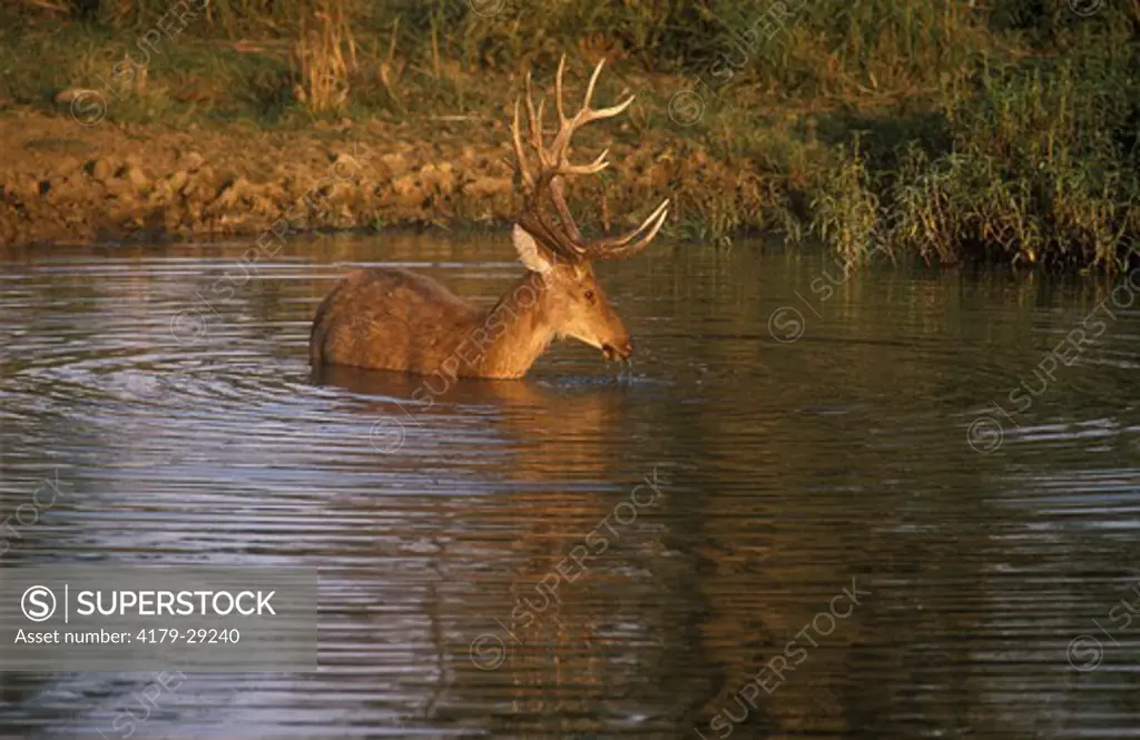 Barasingha or Swamp Deer (Cervus duvaucelii), Kaziranga NP, Assam, India Northeastern