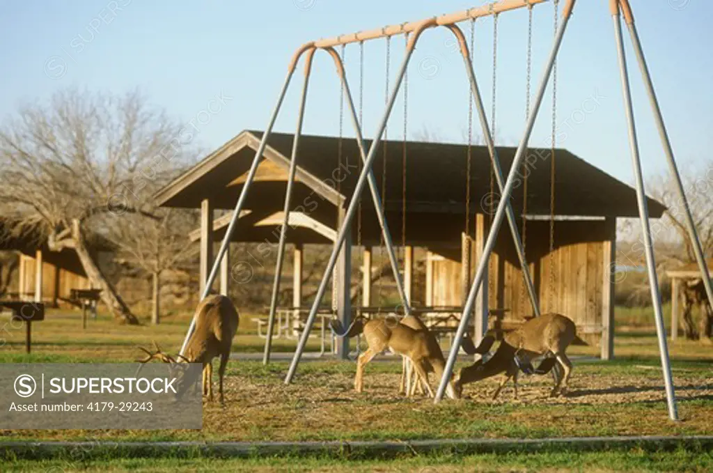 Whitetail Deer in Picnic Area w/ Swing Set, early a.m., Texas (Odocoileus virginianus)
