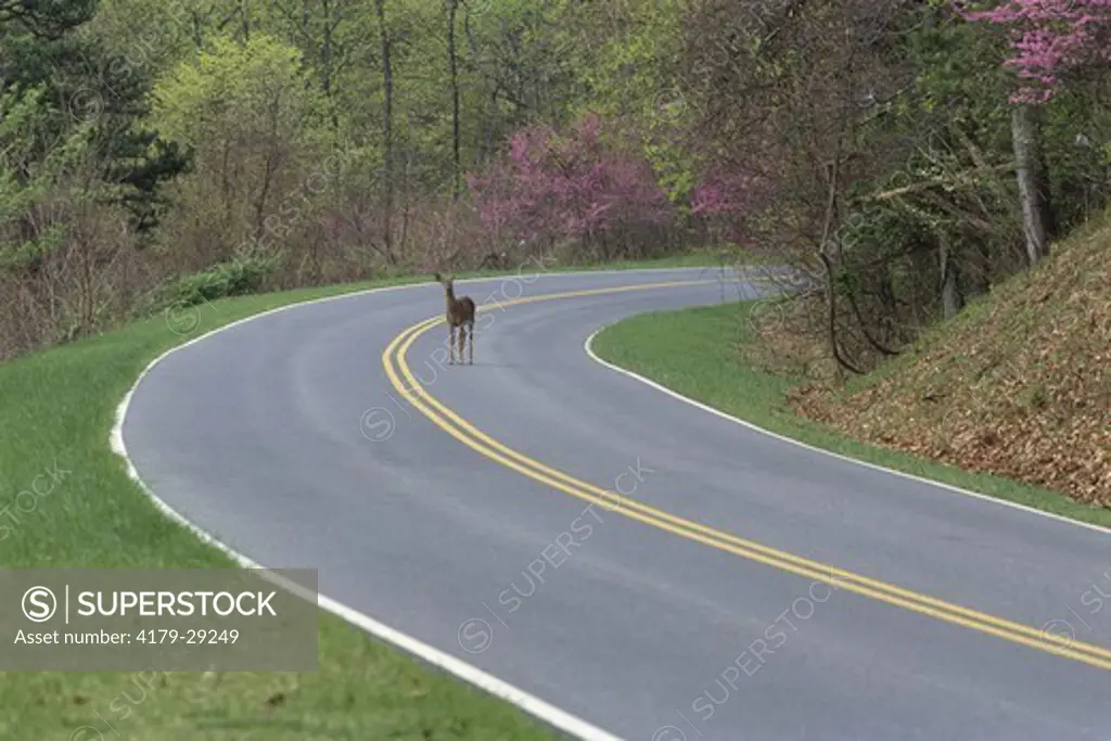 Whitetail Deer on Road through Shenandoah NP, Virginia