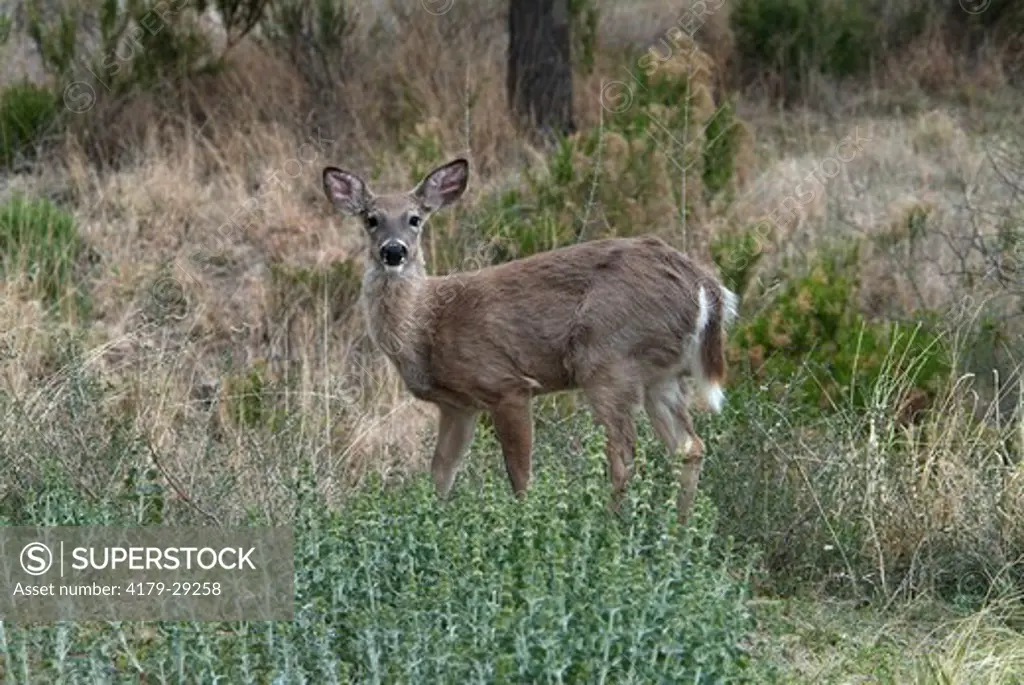 Carmen Mountains White-tailed Deer (Odocoileus virginianus) Big Bend National Park Texas