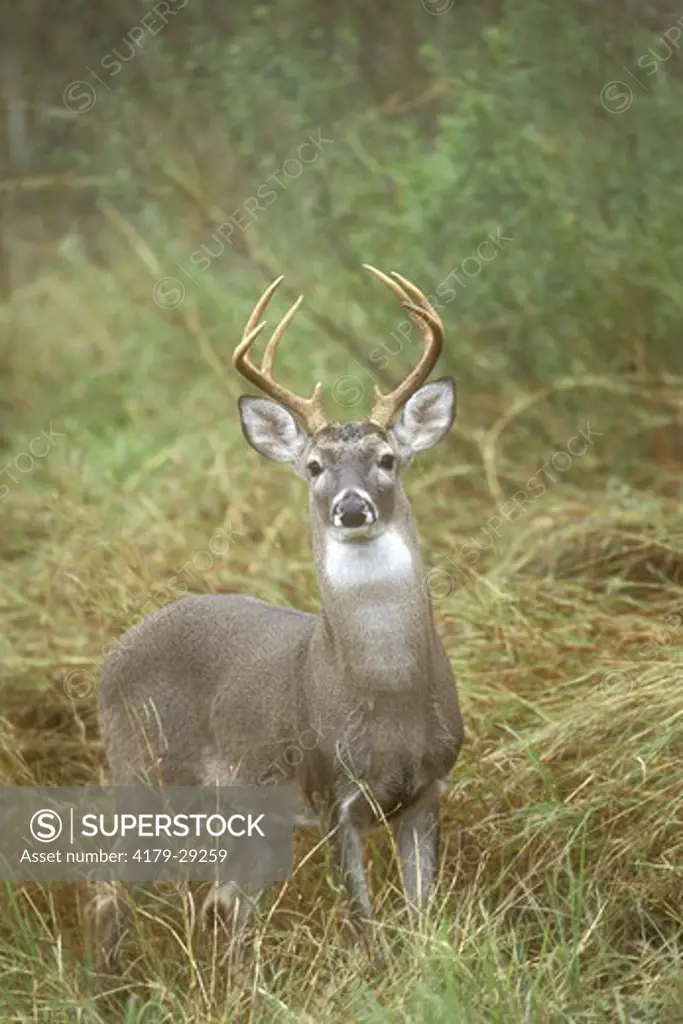 White-tailed Deer (Odocoi- leus virginianus) buck in tall grass. Southern TX, Texas