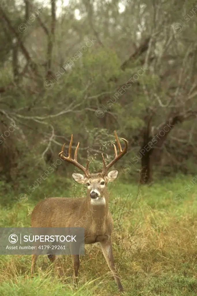White-tailed Deer (Odocoi- leus virginianus) buck portrait. Southern TX Texas