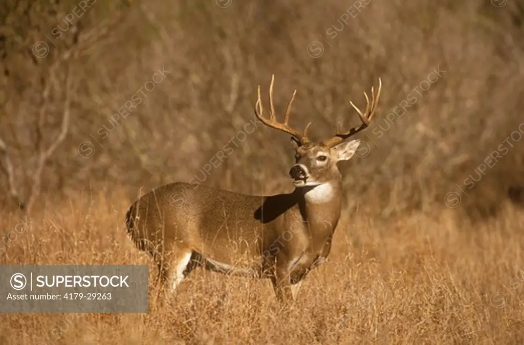 White-tailed Deer (Odocoi- leus virginianus), Buck Portrait, S. TX