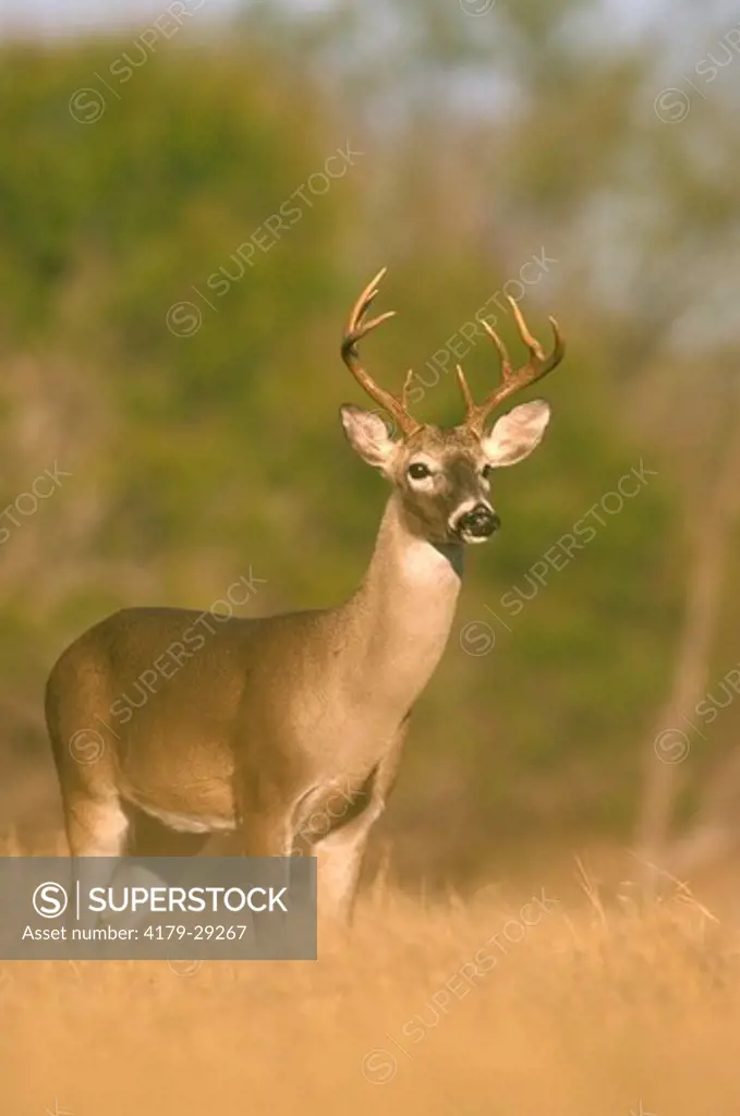 White-tailed Deer (Odocoi- leus virginianus), Buck Portrait, S. TX