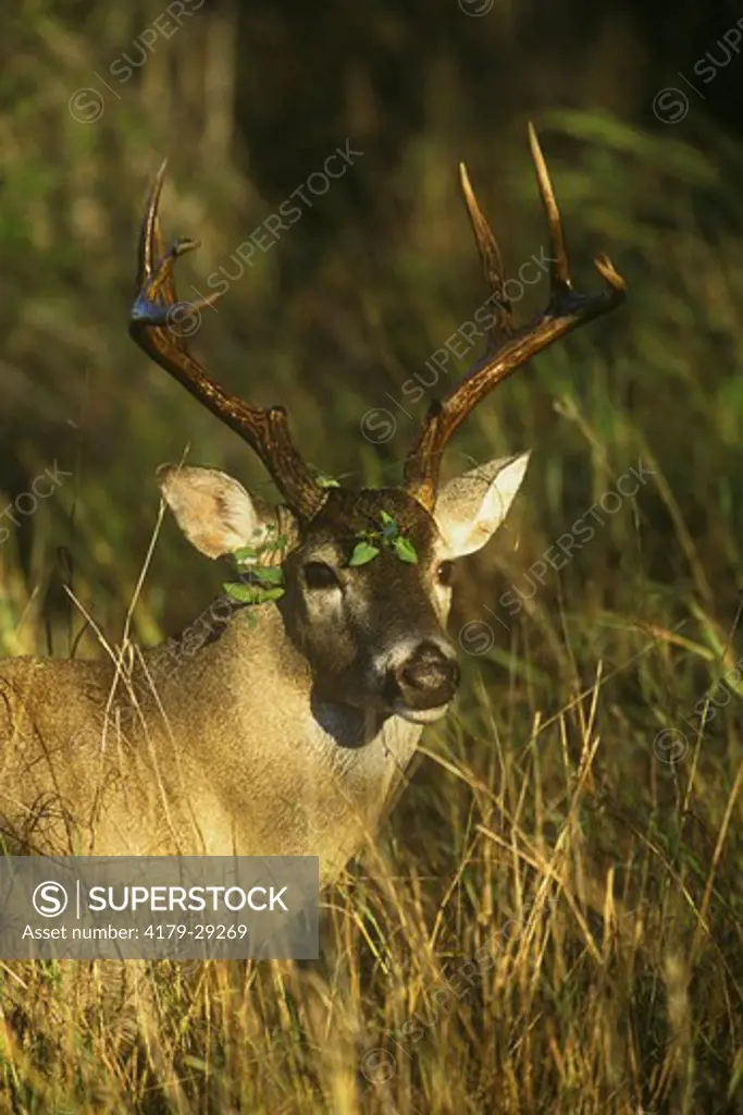 White-tailed Deer, Buck  (Odocoileus virginianus), Southern TX