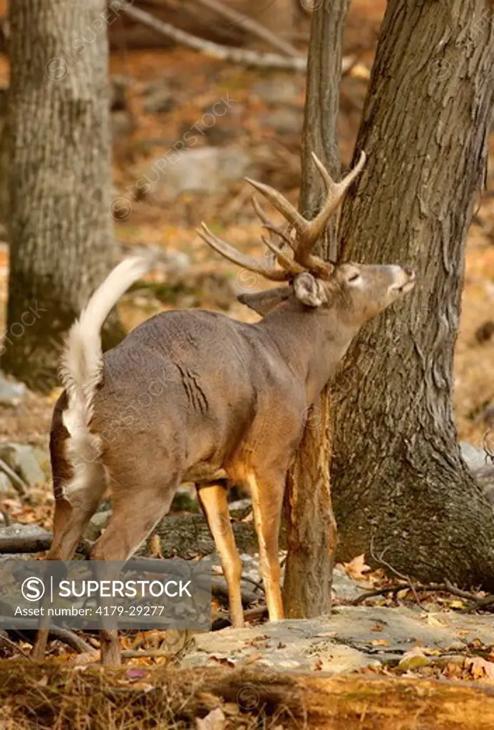 Whitetail Deer (odocoileus virginianus)  Western New Jersey, Buck scent marking