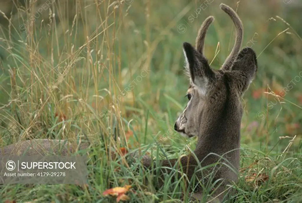 Whitetail Deer (Odocoileus virginianus) bedded in VT